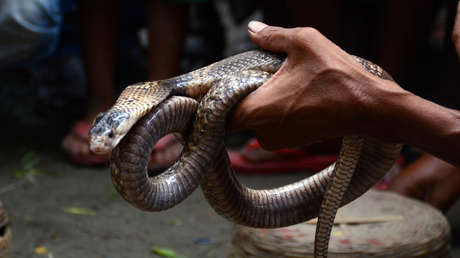 VIDEO: Intenta besar a una cobra y se arrepiente al momento