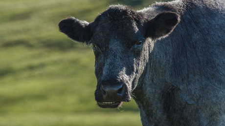 VIDEOS: Un toro robado escapa de sus captores y aterroriza a un vecindario a las afueras de Buenos Aires
