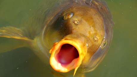 Una carpa 'se rebela' antes de la cena de Navidad y provoca un accidente de tráfico