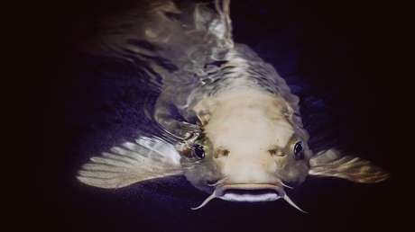 Un pez gato cae del cielo y rompe el parabrisas de un coche en marcha (FOTOS)