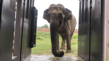 Muere la elefanta que fue maltratada durante 40 años en circos de Chile