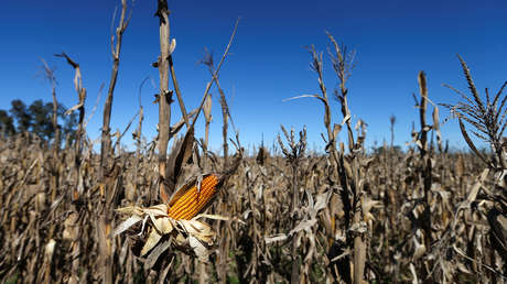 Argentina: Un avión aterriza de emergencia en un campo de maíz (FOTOS, VIDEO)