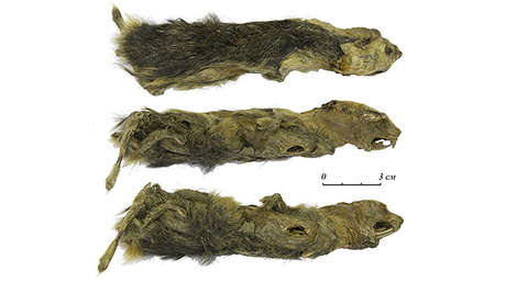 FOTOS: Una niña de 11 años encuentra la momia de un lemino de hace 41.000 años en Siberia y descubren que tiene un 'pariente' contemporáneo