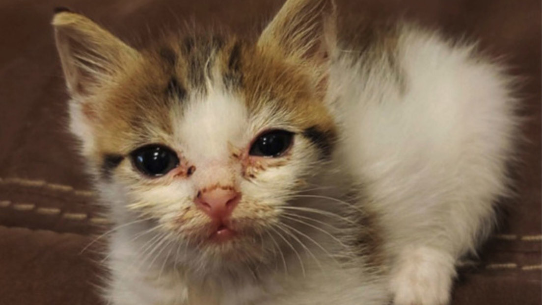 FOTO: Hombre muestra el increíble antes y después de cómo luce su gata "en toda su gloria" tras ser rescatada de la vida callejera