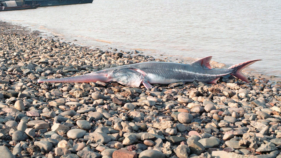 Científicos anuncian la primera especie extinta de esta década