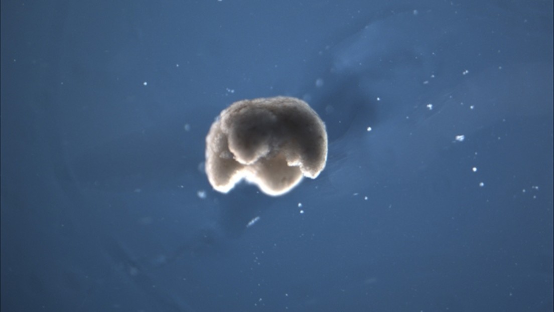 Científicos inventan "robots vivientes" a partir de células animales y crean seres completamente nuevos