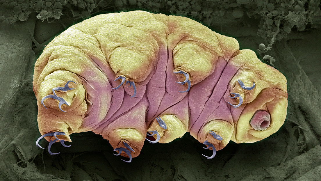 Las criaturas más indestructibles de la Tierra presentan un punto débil