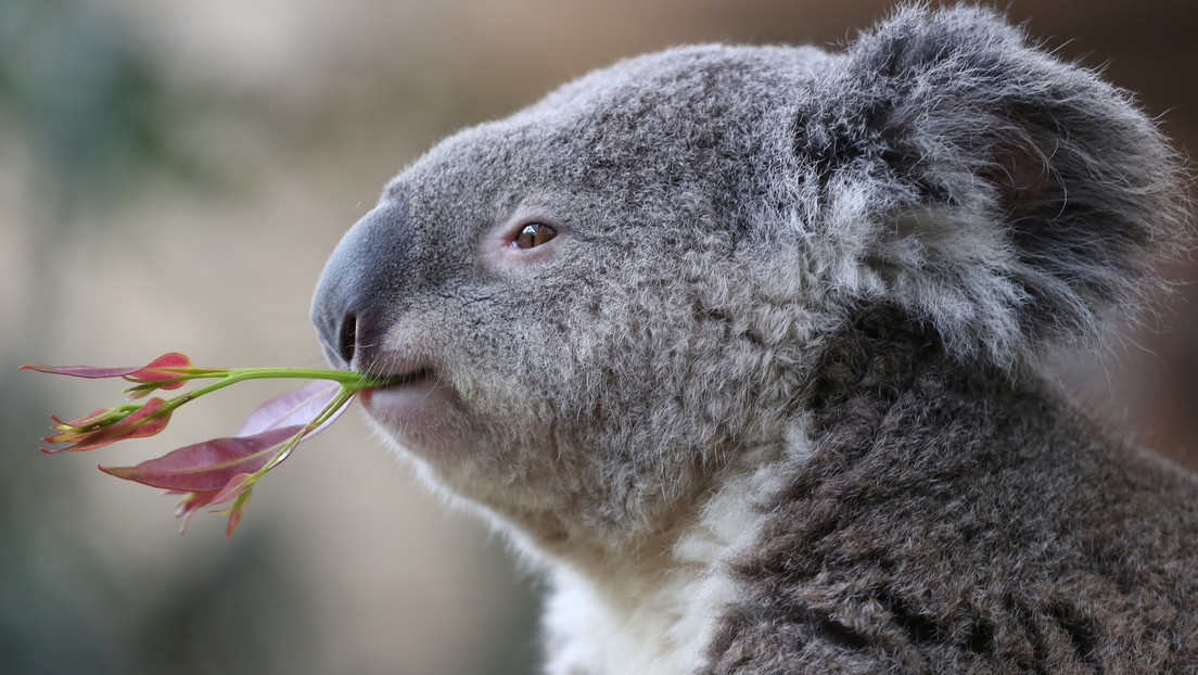 VIDEO: Una reportera se traga una leyenda urbana y viste una armadura para hacer un reportaje sobre koalas venenosos