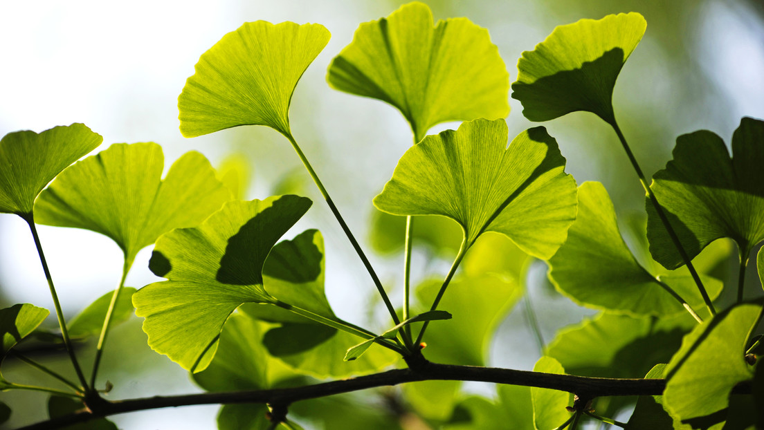 Los árboles más longevos del mundo no envejecen y ahora se sabe por qué