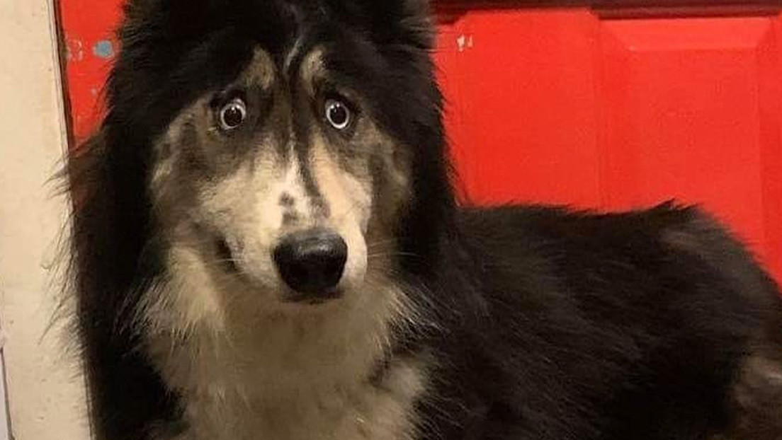 Nadie quería adoptar a esta husky siberiana por su extraña mirada y ahora todos se enamoran de ella (FOTOS)