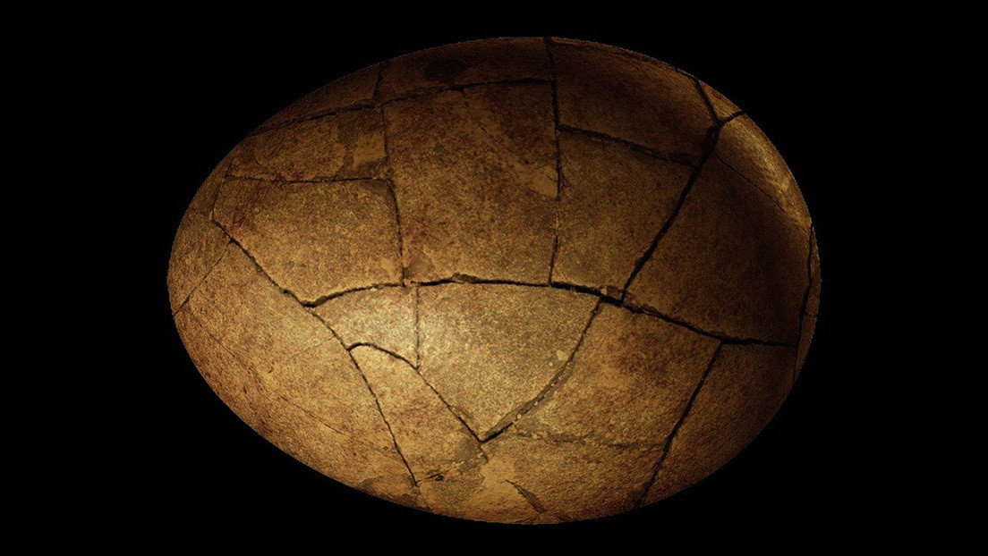 Un ruso pone en venta un huevo de dinosaurio con un embrión fosilizado de hace 65 millones de años a un precio 'gigante'