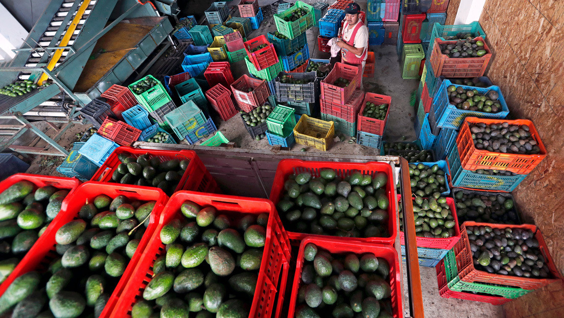 Cómo la Super Bowl aviva la "guerra del aguacate" en México entre narcos y productores