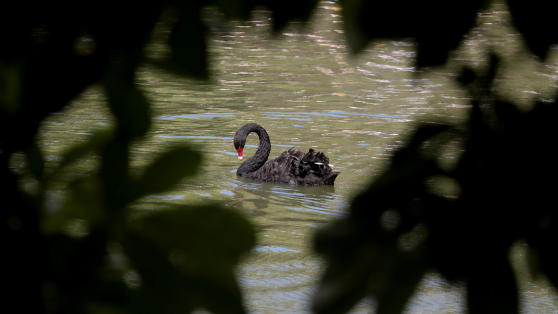 El coronavirus 2019-nCoV podría convertirse en el 'cisne negro' más grave de la economía mundial