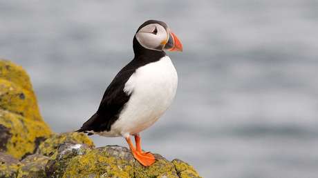 VIDEO: Captan por primera vez un ave marina rascándose con una ramita