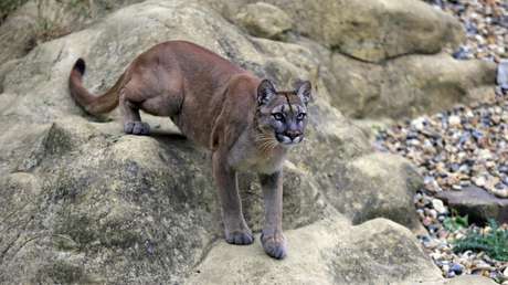 Matan a tres pumas que se alimentaron de restos humanos en EE.UU.