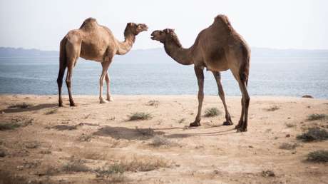 Líderes aborígenes de Australia dan luz verde para exterminar a 10.000 camellos