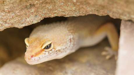 VIDEO: ¿Eres capaz de encontrar estos gecos 'invisibles' en medio de la naturaleza?