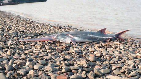 Científicos anuncian la primera especie extinta de esta década