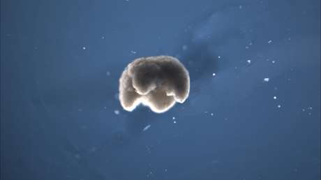 Científicos inventan "robots vivientes" a partir de células animales y crean seres completamente nuevos