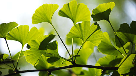 Los árboles más longevos del mundo no envejecen y ahora se sabe por qué