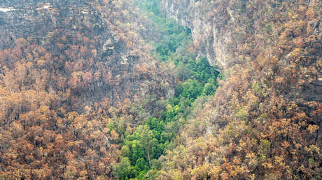 VIDEO: Bomberos australianos salvan de las llamas un bosque de 'árboles dinosaurio' de cientos de millones de años
