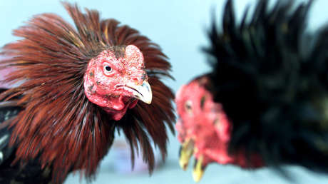 Un hombre muere desangrado tras ser apuñalado por un ave durante una pelea de gallos en la India