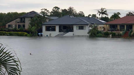 FOTO: Captan a un tiburón nadando por una calle inundada en Australia