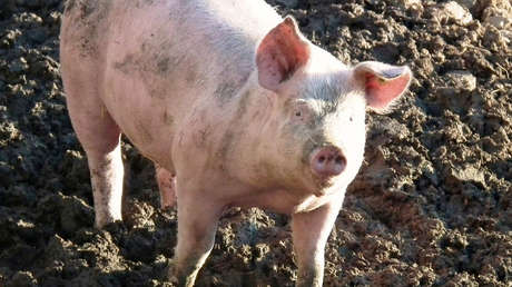 Lanzan a un cerdo atado a una cuerda desde una torre de 68 metros de altura para un video promocional