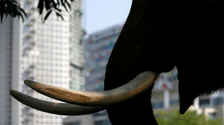 VIDEO: Un elefante se cuela en un hotel de cinco estrellas en Sri Lanka