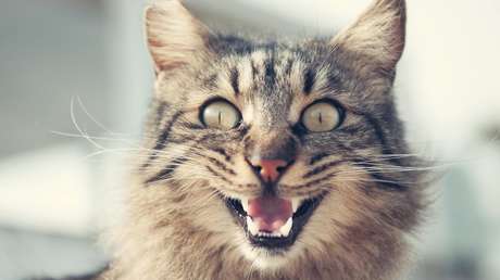 Una gata "enloquecida" mantiene dos días a su dueña encerrada en la cocina