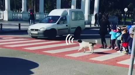 Un perro callejero ayuda a un grupo de niños a pasar por un cruce peatonal (VIDEO)