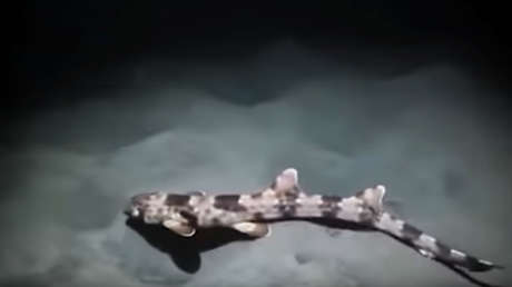 Descubren cuatro nuevas especies de tiburones caminantes en aguas tropicales