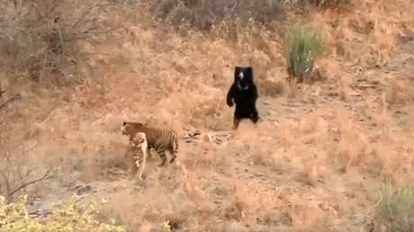 VIDEO: Un oso perezoso se enfrenta a dos tigres en un parque nacional de la India