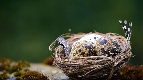 El 'Pablo Escobar de los huevos', el contrabandista preso en Reino Unido que reclama la justicia de Brasil