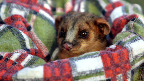 Un marsupial nocturno destroza una oficina, se acomoda en un rincón y se convierte en un meme viral sobre la dureza de los lunes