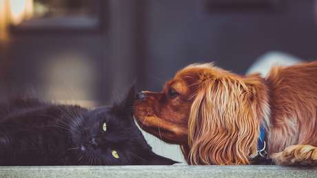VIDEO: Un gato cede a la tentación de golpear las enormes orejas de un perrito (pero se arrepiente enseguida)