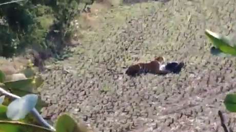 VIDEO: Un tigre se acuesta sobre un hombre y este finge estar muerto para salvarse