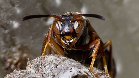 Descubren que las avispas del papel aprendieron a reconocer las caras de sus congéneres hace miles de años