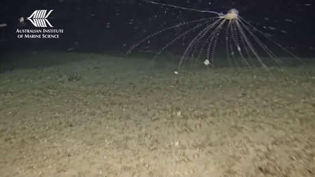 VIDEO: Hallan en Australia rarísimas 'ciudades flotantes' formadas de varios organismos que colaboran entre sí