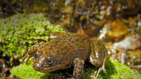 Científicos chilenos intentan salvar de la extinción a las últimas ranas del Loa