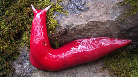 Una rara y llamativa babosa rosada ha logrado sobrevivir a los incendios en Australia