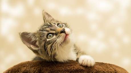 VIDEO: Dramático rescate de una gata atrapada durante dos años detrás de una pared de un centro comercial