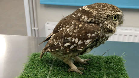 FOTO: Encuentran un búho tan obeso que es incapaz de volar