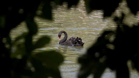 El coronavirus 2019-nCoV podría convertirse en el 'cisne negro' más grave de la economía mundial