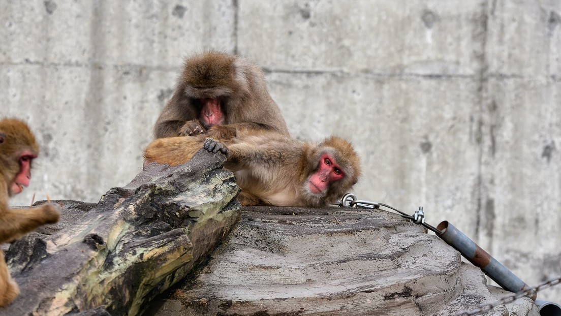 "Potencialmente peligroso": Una colonia de macacos infectados de herpes B se extiende por el este de EE.UU.