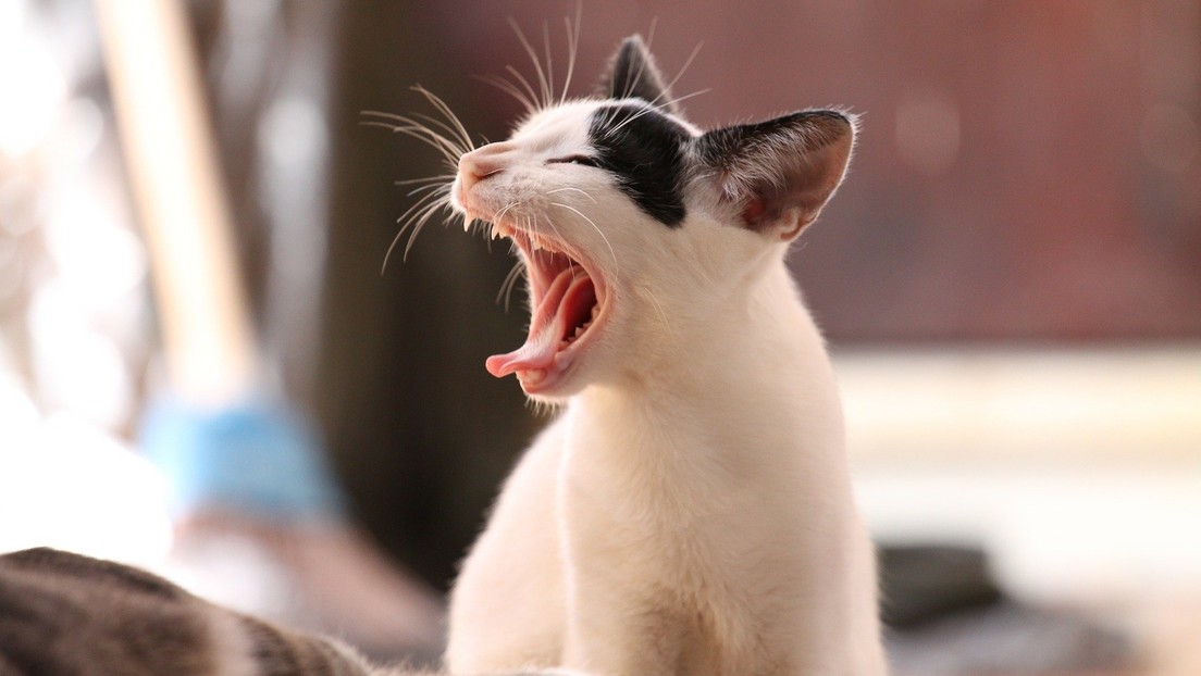 "La peor gata del mundo" encuentra un hogar, pese a sus hábitos 'diabólicos'