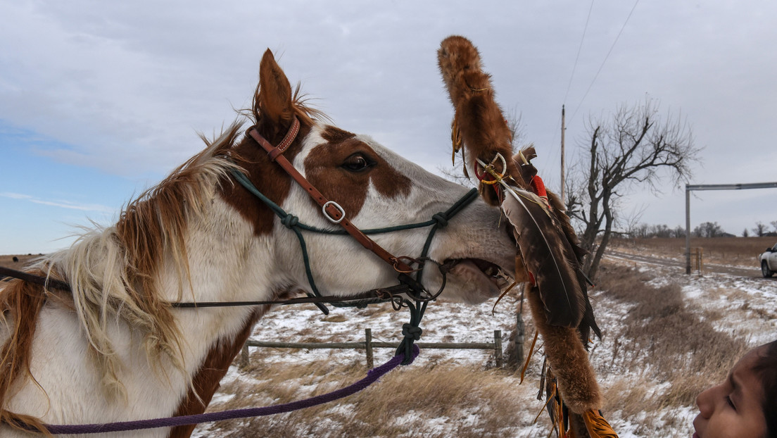 Una mujer asegura que su yegua le detectó un tumor cerebral y le salvó la vida