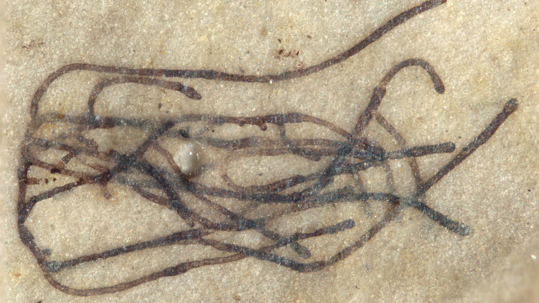 Hallan fósiles de los antepasados de las plantas terrestres que vivieron hace 1.000 millones de años