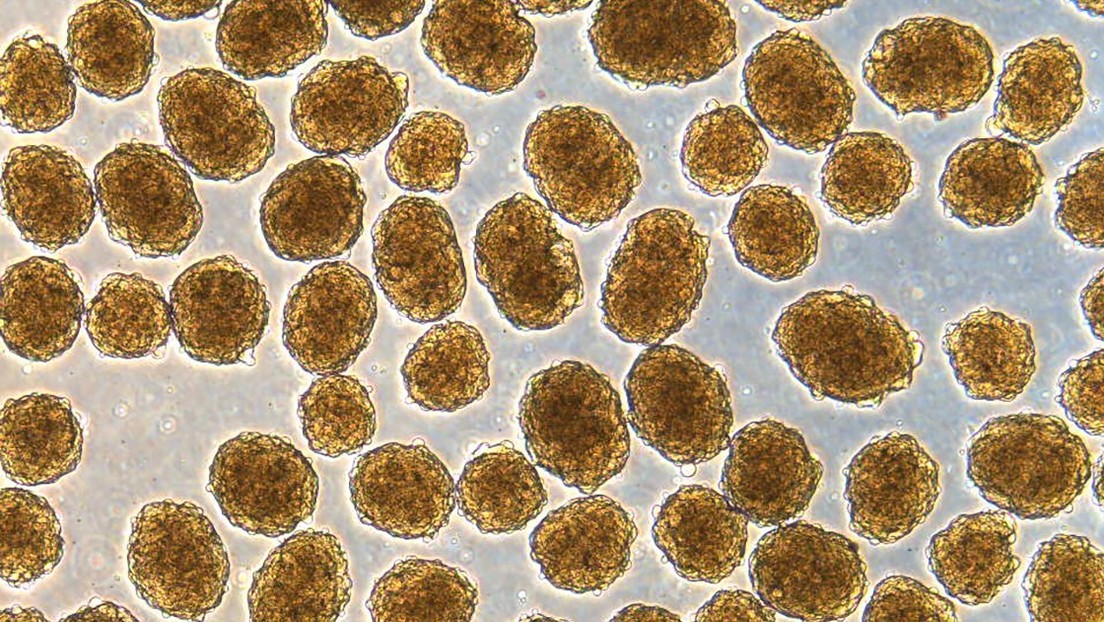 Curan la diabetes en ratones con células madre humanas