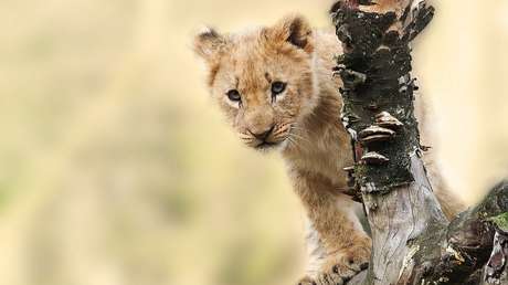 VIDEO: Un babuino roba un cachorro de león, lo acicala subido a un árbol y crea un momento a lo 'El rey león'